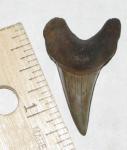 Edisto River Parotodus Benedeni Shark Tooth